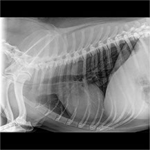 Dierenarts Bart Avaux radiografie